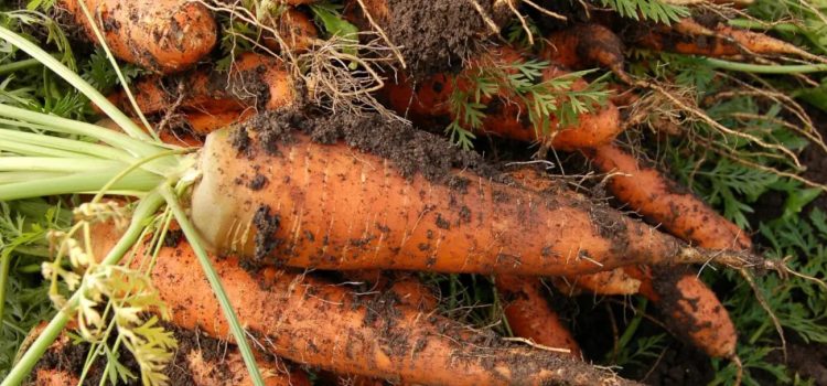 Guanajuato se mantiene como el principal productor de zanahoria