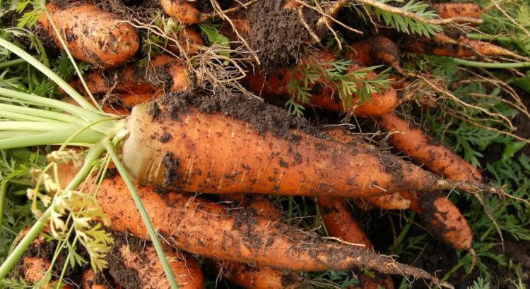 Guanajuato se mantiene como el principal productor de zanahoria