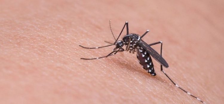 Ponen atención en casos de dengue en el estado