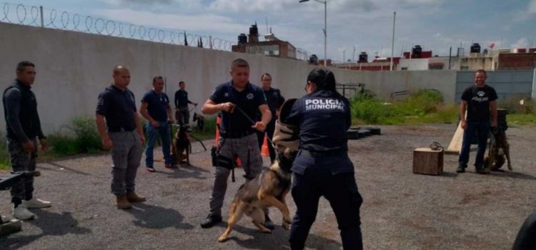 Refuerzan seguridad de Guanajuato con elementos caninos