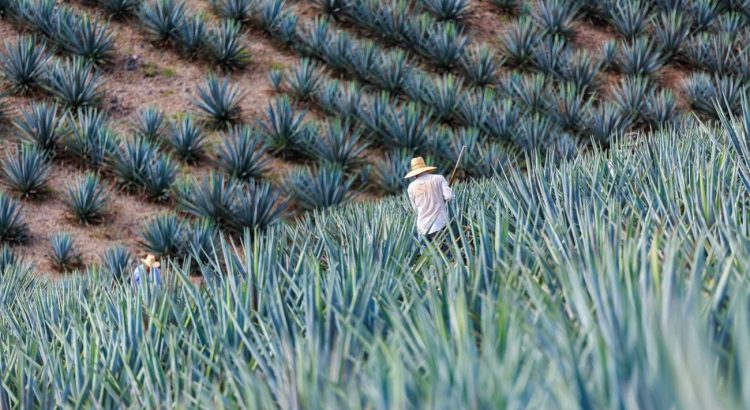 Sector agave tequila busca mantener certificación ARA