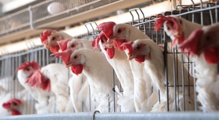 Sacrifican aves para evitar brote de influenza AH5N1
