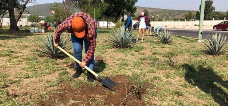 Unión Campesina Democrática pide incluir a Guanajuato en programa Sembrando Vida