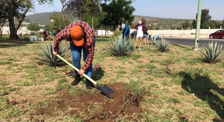 Unión Campesina Democrática pide incluir a Guanajuato en programa Sembrando Vida