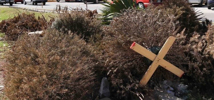 Recolectan árboles navideños para evitar sobresaturación de contenedores