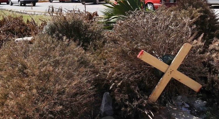Recolectan árboles navideños para evitar sobresaturación de contenedores