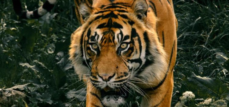 Tigre de Bengala fue asegurado en Guanajuato