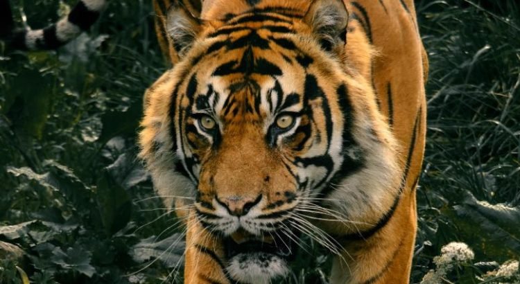 Tigre de Bengala fue asegurado en Guanajuato