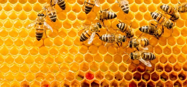 Apuesta el Estado a la exportación de miel de abeja