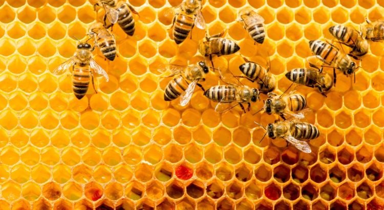 Apuesta el Estado a la exportación de miel de abeja