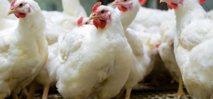 Reportan dos brotes de gripe aviar en el Estado