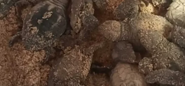Nacieron tortuguitas golfinas en el malecón paceño