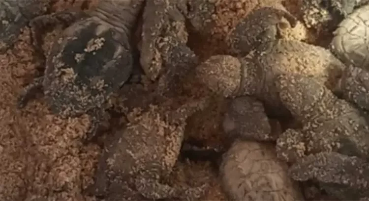 Nacieron tortuguitas golfinas en el malecón paceño