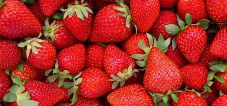 Incrementa la producción de fresa en el estado Incrementa la producción de fresa en el estado