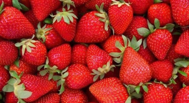 Incrementa la producción de fresa en el estado