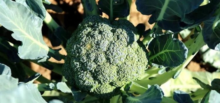 Se mantiene el estado como el mayor productor de brócoli del país