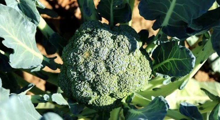 Se mantiene el estado como el mayor productor de brócoli del país