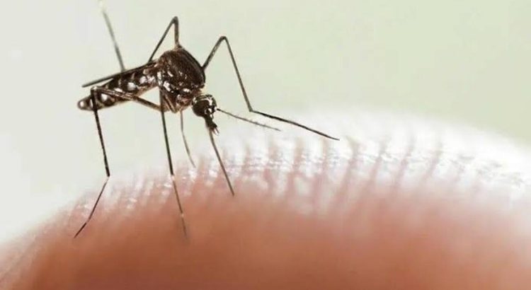 Detectan en la entidad primer caso de Dengue importado