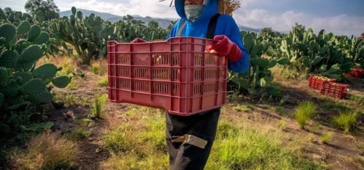 Invertirá el estado en sector agroalimentario