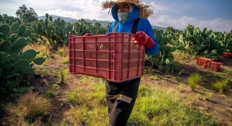 Invertirá el estado en sector agroalimentario