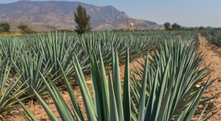 Destaca el Estado en la producción de agave