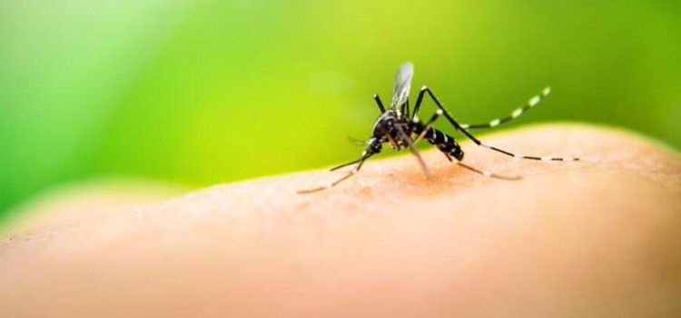 Guanajuato ya tiene caso activo de dengue y varios sospechosos