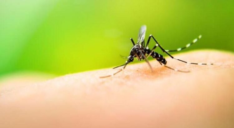 Guanajuato ya tiene caso activo de dengue y varios sospechosos Guanajuato ya tiene caso activo de dengue y varios sospechosos