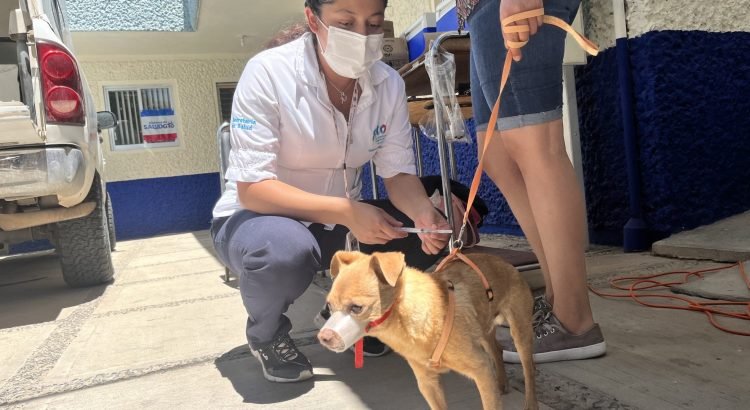 Alistan vacunación antirrábica en Guanajuato capital
