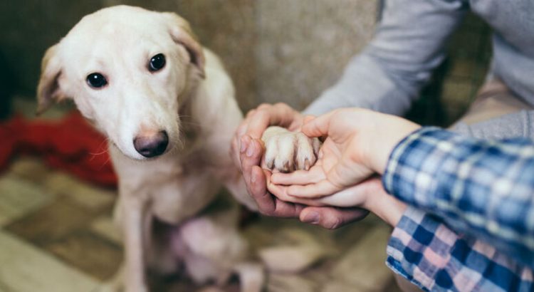 Buscarán apoyos para rescatistas independientes de animales