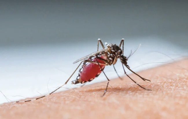 Reportan 47 nuevos casos de dengue en Guanajuato