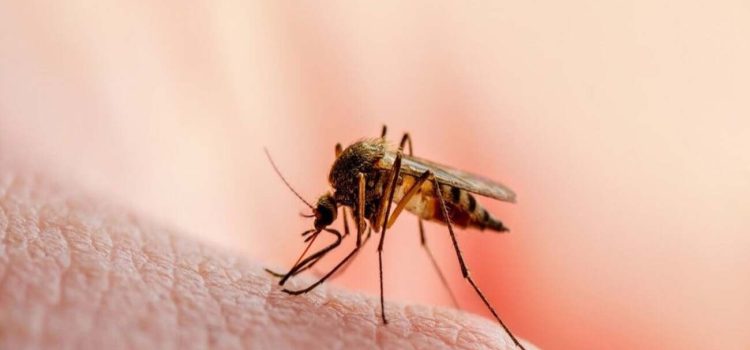 Incrementan casos de dengue en el Estado