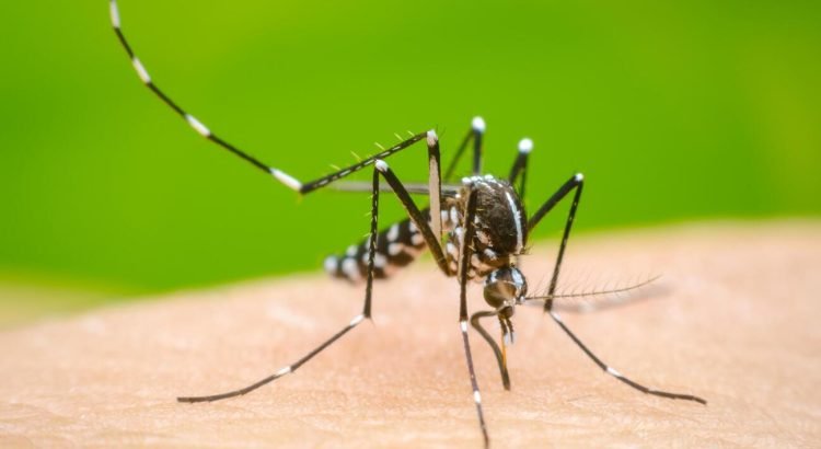 Incrementan los casos de dengue en la entidad