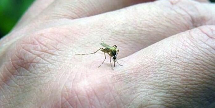 Guanajuato reporta 130 casos de dengue