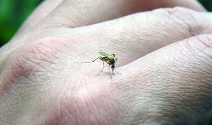 Guanajuato reporta 130 casos de dengue