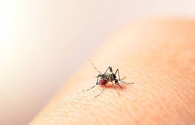 Incrementan casos de dengue en Guanajuato