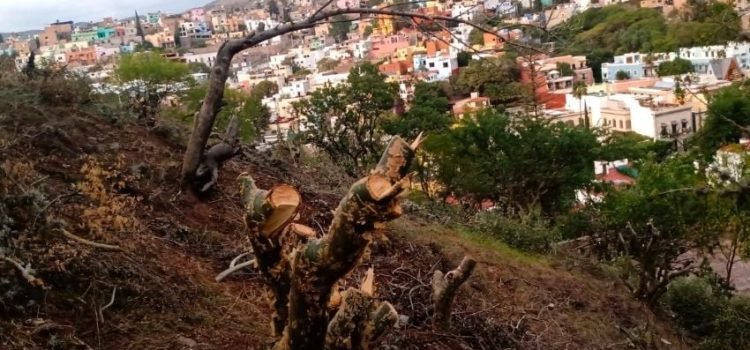 Grupo ecologista denuncia ecocidio en la capital
