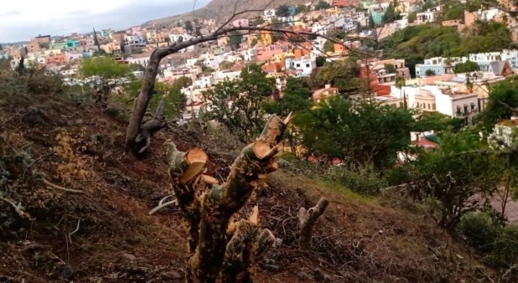 Grupo ecologista denuncia ecocidio en la capital
