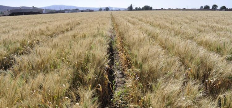 Sequía disminuye la producción de trigo en Guanajuato