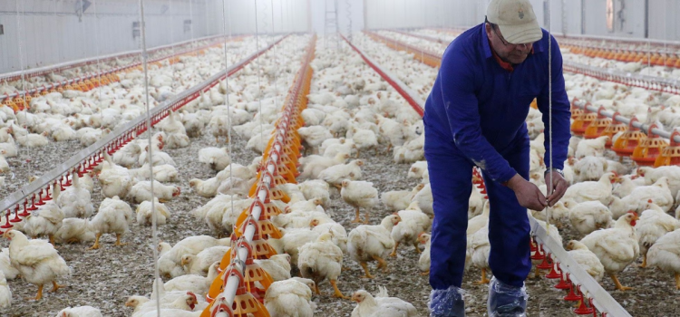 Guanajuato tiene puntos de inspección de traslado de aves en todo el estado