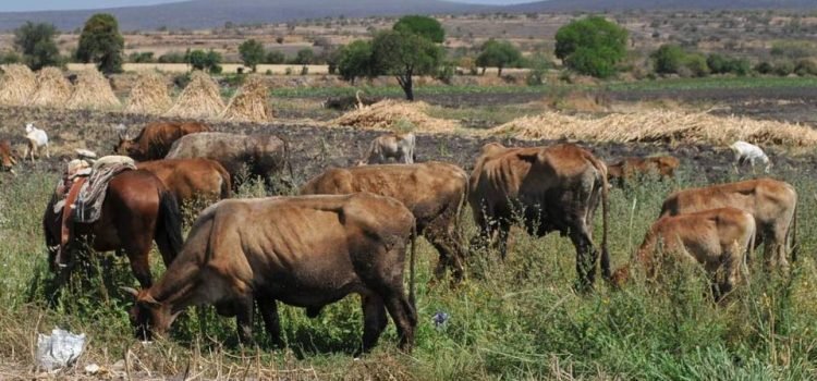 Sequía en Guanajuato pone en riesgo la agricultura y la ganadería