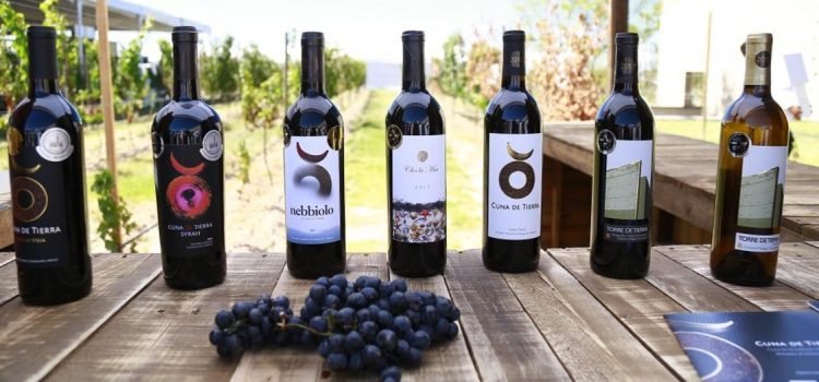 Guanajuato se Consolida como Potencia Vitivinícola en México