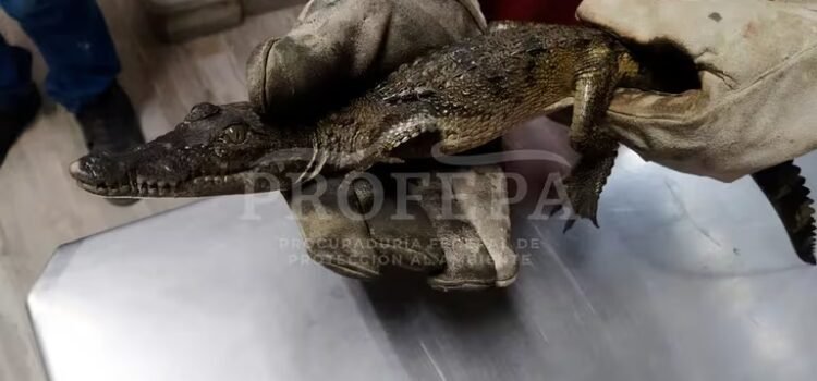 Capturan cocodrilo en vía pública en Guanajuato