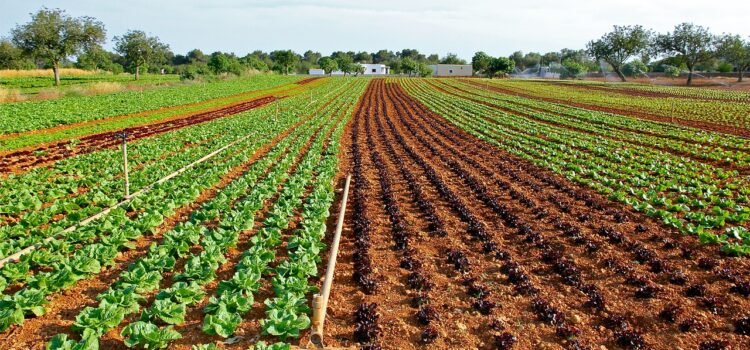 Guanajuato consolida liderazgo nacional en producción de lechuga