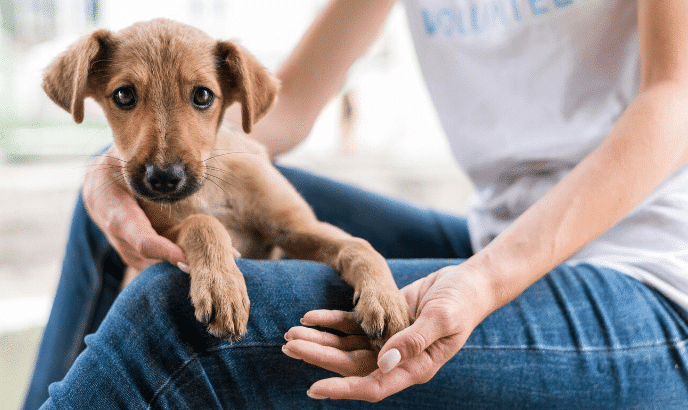 Inauguran sesión del Consejo de Protección Animal para impulsar cambios culturales y de infraestructura