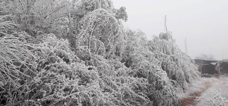 Cae nieve en la Sierra de Guanajuato