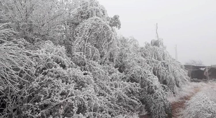 Cae nieve en la Sierra de Guanajuato