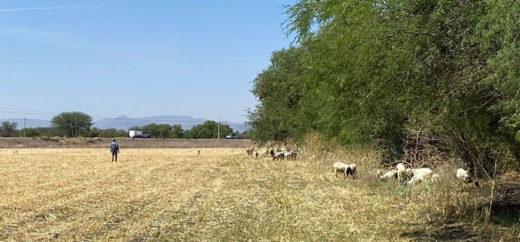 Detectan grave problema de corrupción en manejo de apoyos a campesinos en Guanajuato