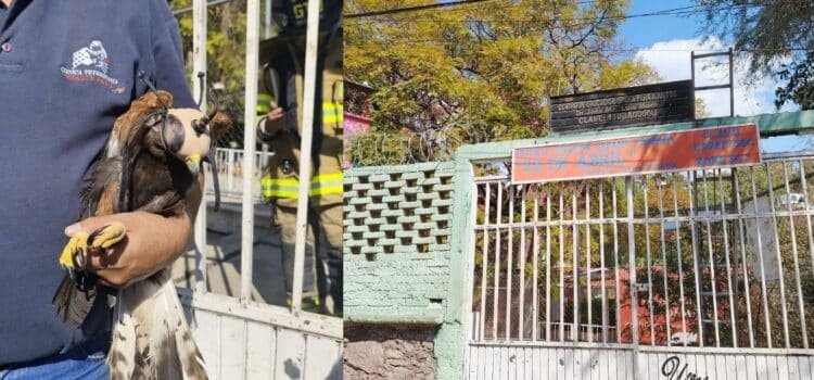 Bomberos de Guanajuato capital rescatan a halcón atrapado