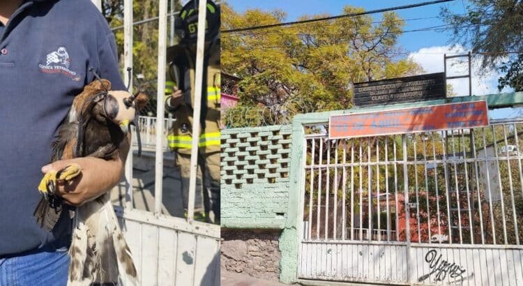 Bomberos de Guanajuato capital rescatan a halcón atrapado