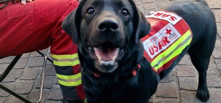 Binomios de bomberos SIMUB se suman a la búsqueda de personas desaparecidas en la capital